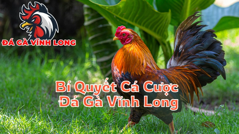 Bí Quyết Cá Cược Đá Gà Vĩnh Long Đạt Hiệu Quả 2024