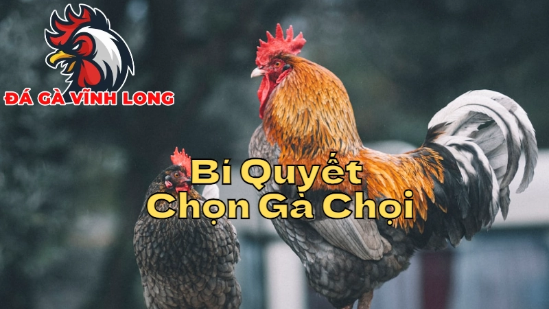 Bí Quyết Chọn Gà Chọi Để Đặt Cược Tại Vĩnh Long 2024