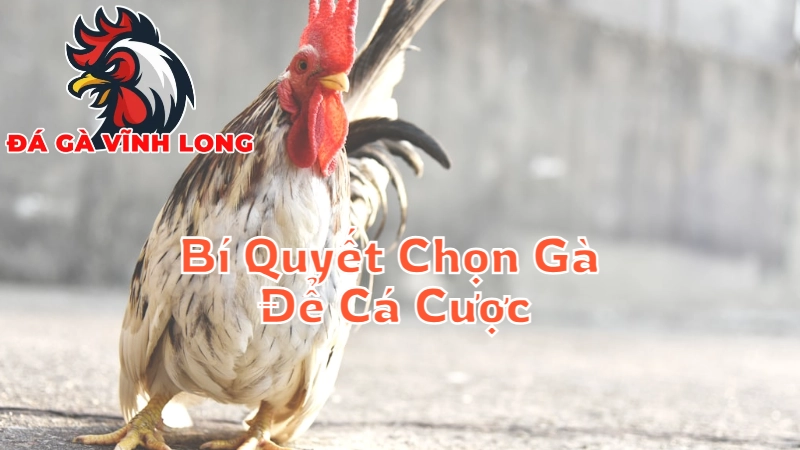 Bí Quyết Chọn Gà Để Cá Cược Tại Vĩnh Long