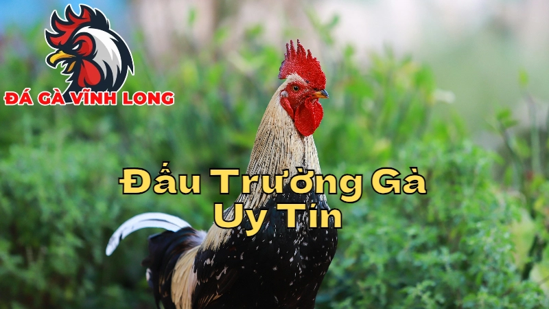 Các Đấu Trường Gà Uy Tín Nhất Tại Vĩnh Long