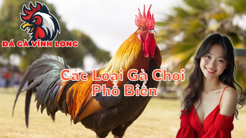 Các Loại Gà Chọi Phổ Biến Tại Vĩnh Long 2024