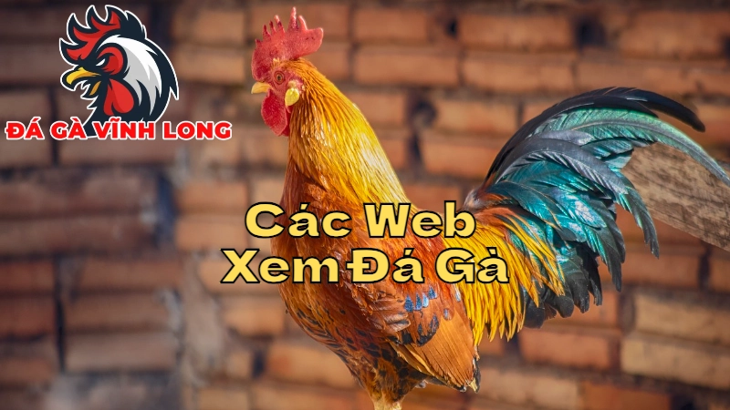 Các Trang Web Xem Đá Gà Trực Tiếp Uy Tín Tại Vĩnh Long 2024