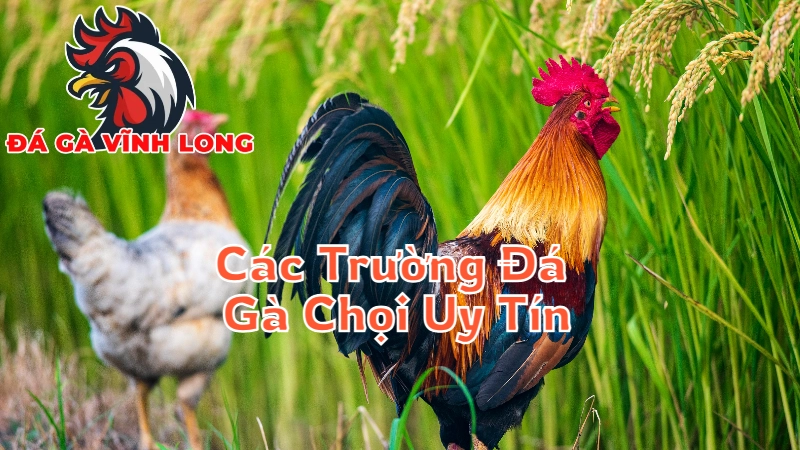 Các Trường Đá Gà Chọi Uy Tín Và Chất Lượng Tại Vĩnh Long 2024