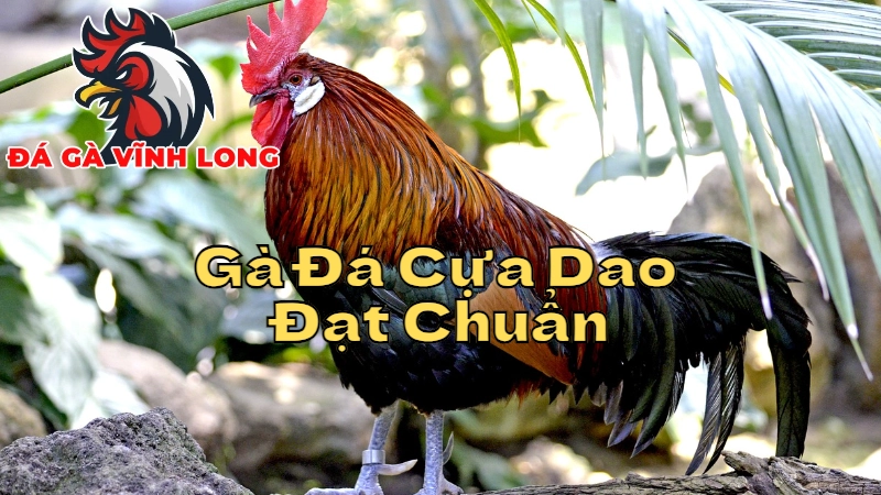 Cách Chọn Gà Đá Cựa Dao Đạt Chuẩn Tại Vĩnh Long