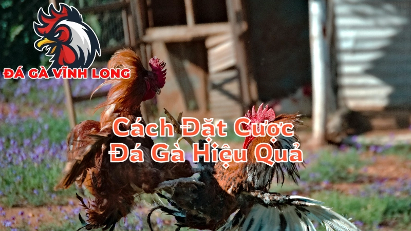 Cách Đặt Cược Đá Gà Hiệu Quả Tại Vĩnh Long 2024