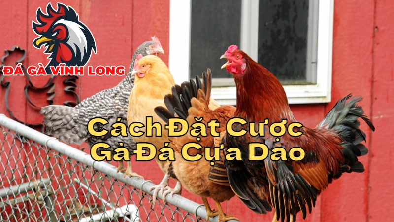 Cách Đặt Cược Gà Đá Cựa Dao Hiệu Quả Tại Vĩnh Long 2024