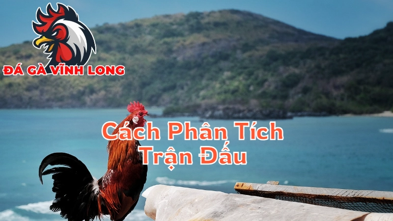 Cách Phân Tích Trận Đấu Khi Xem Trực Tiếp Đá Gà 2024