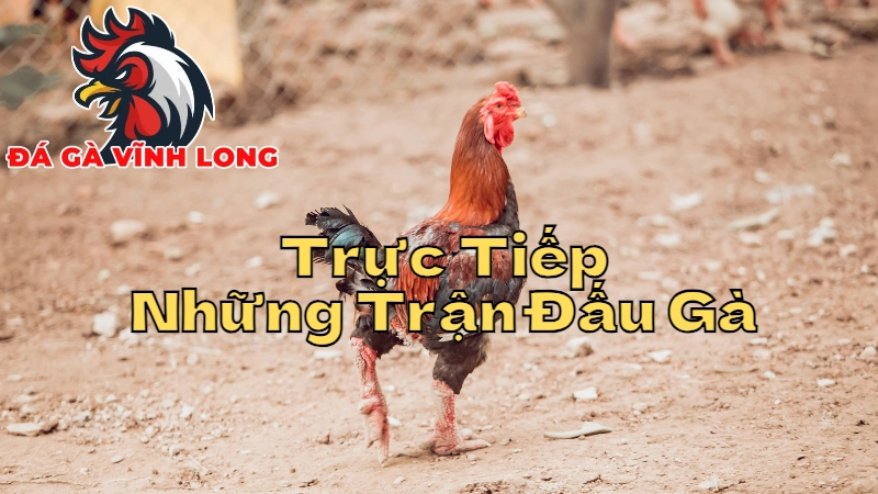 Cách Theo Dõi Trực Tiếp Những Trận Đấu Gà Hay Nhất Tại Vĩnh Long