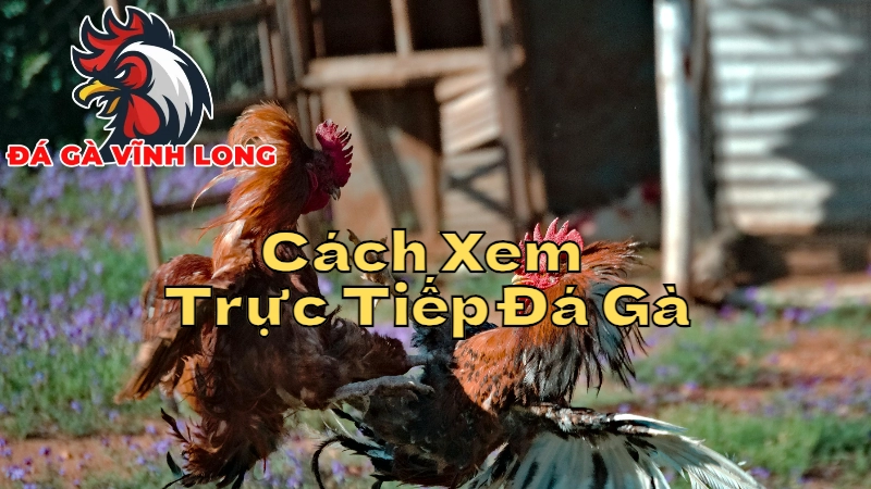 Cách Xem Trực Tiếp Đá Gà Tại Vĩnh Long Để Không Bỏ Lỡ