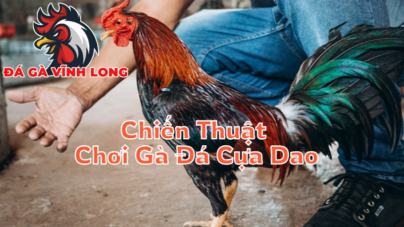 Chiến Thuật Chơi Gà Đá Cựa Dao Để Đạt Thắng Lợi Tại Vĩnh Long