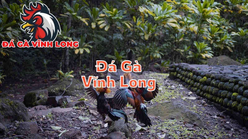 Đá Gà Vĩnh Long - Nghệ Thuật Từ Những Trận Đấu Đỉnh Cao