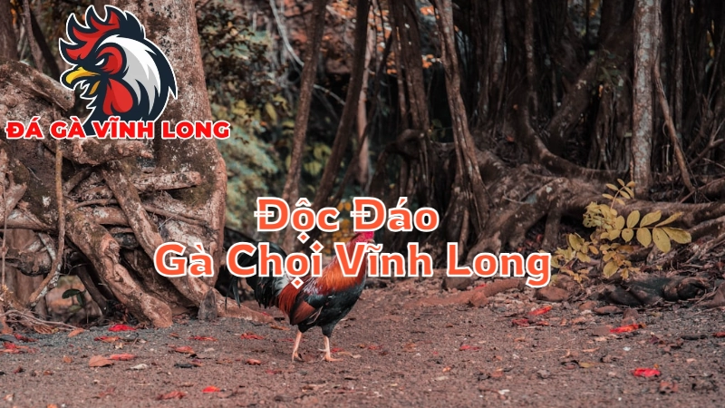 Đặc Điểm Độc Đáo Của Gà Chọi Vĩnh Long 2024