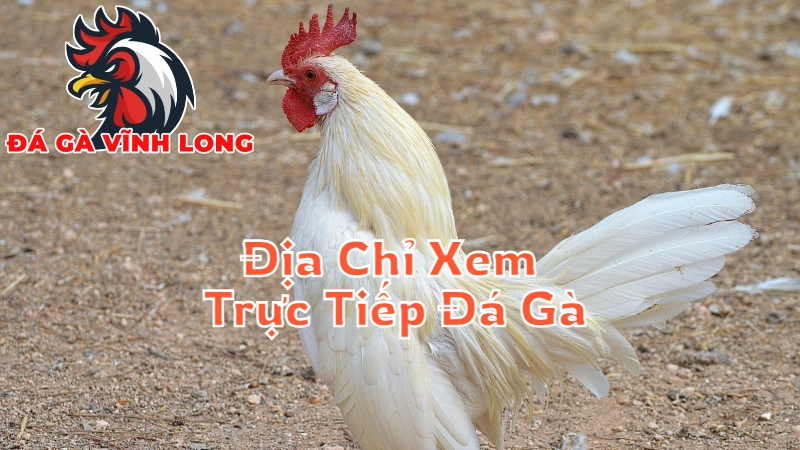 Địa Chỉ Xem Trực Tiếp Đá Gà Vĩnh Long Uy Tín Nhất 2024