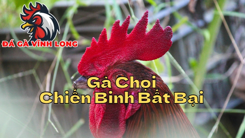 Gà Chọi Vĩnh Long - Những Chiến Binh Bất Khả Chiến Bại