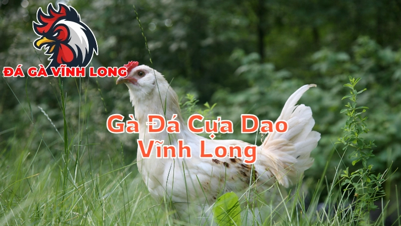 Gà Đá Cựa Dao Vĩnh Long - Những Chiến Binh Không Biết Thua