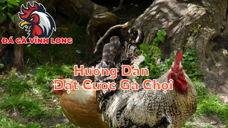 Hướng Dẫn Đặt Cược Gà Chọi Hiệu Quả Tại Vĩnh Long