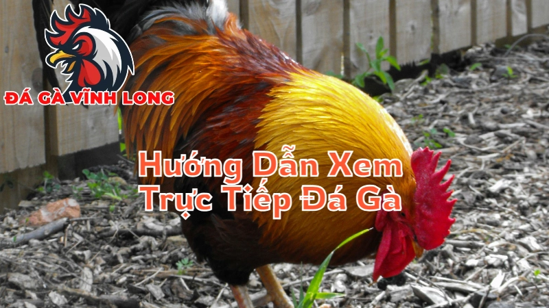 Hướng Dẫn Xem Trực Tiếp Đá Gà Tại Vĩnh Long Qua Điện Thoại