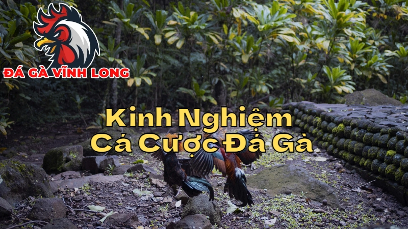 Kinh Nghiệm Cá Cược Đá Gà Từ Các Cao Thủ Tại Vĩnh Long