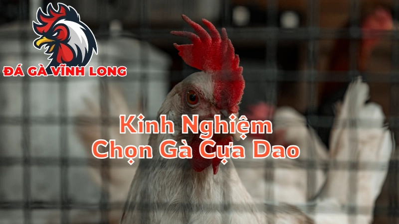 Kinh Nghiệm Chọn Gà Cựa Dao Từ Những Cao Thủ Tại Vĩnh Long 2024