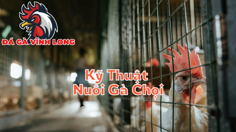 Kỹ Thuật Nuôi Gà Chọi Vĩnh Long Đạt Hiệu Quả Cao