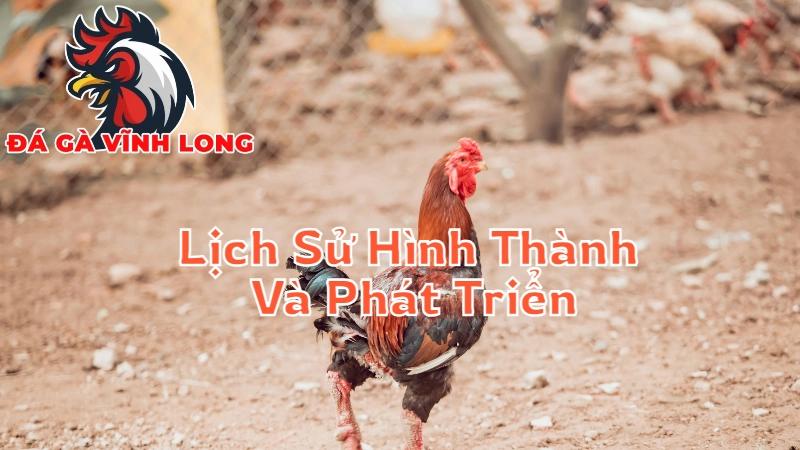 Lịch Sử Hình Thành Và Phát Triển Đá Gà Tại Vĩnh Long