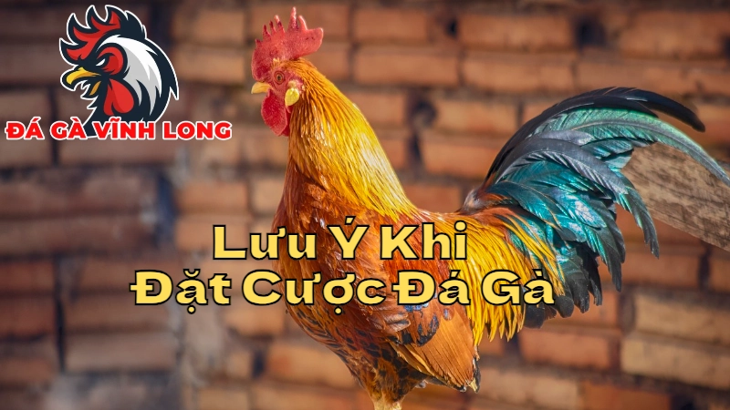 Lưu Ý Quan Trọng Khi Đặt Cược Gà Đá Tại Vĩnh Long