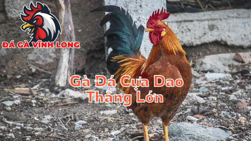 Mẹo Chơi Gà Đá Cựa Dao Để Thắng Lớn Tại Vĩnh Long 2024