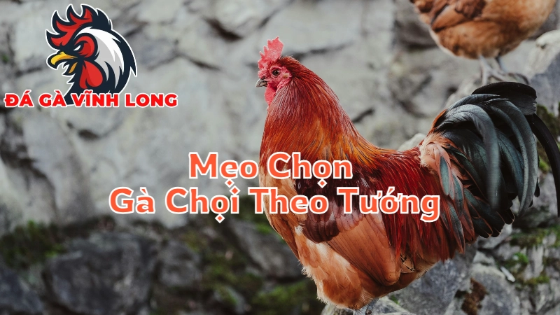 Mẹo Chọn Gà Chọi Theo Tướng Để Chiến Thắng Tại Vĩnh Long 2024