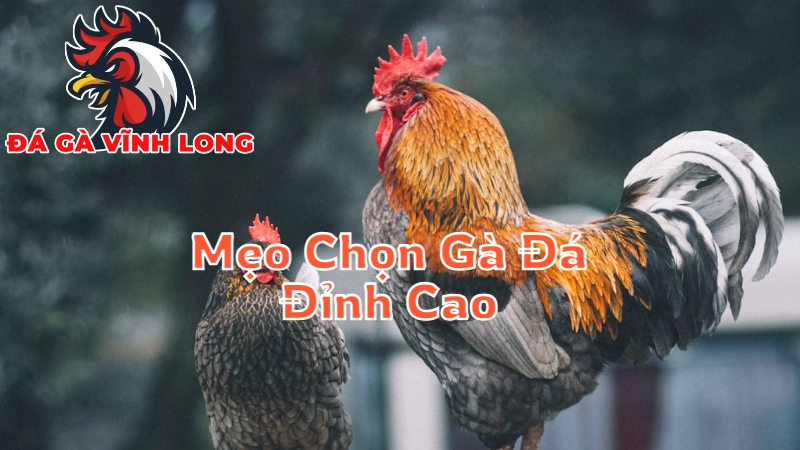 Mẹo Chọn Gà Đá Đỉnh Cao Tại Vĩnh Long