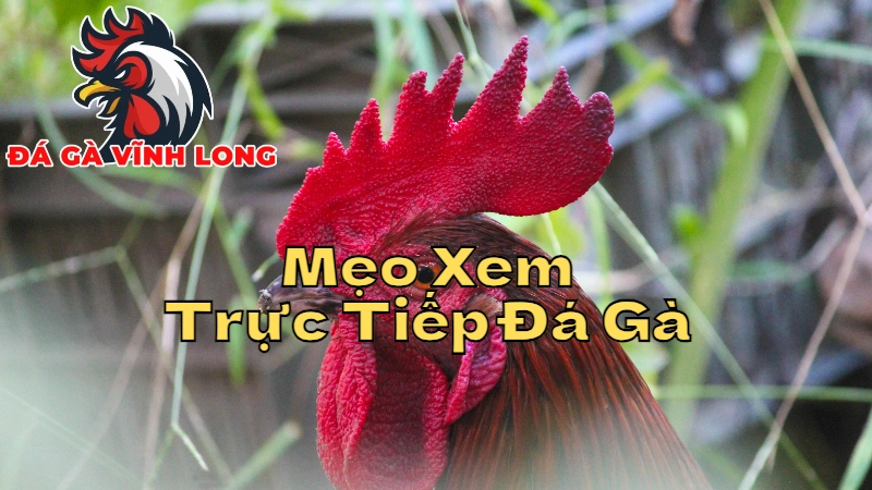 Mẹo Xem Trực Tiếp Đá Gà Hiệu Quả Mà Không Bỏ Lỡ Trận Nào 2024