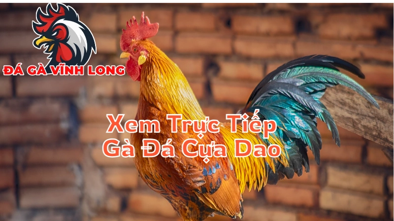 Mẹo Xem Trực Tiếp Gà Đá Cựa Dao Hiệu Quả Tại Vĩnh Long 2024