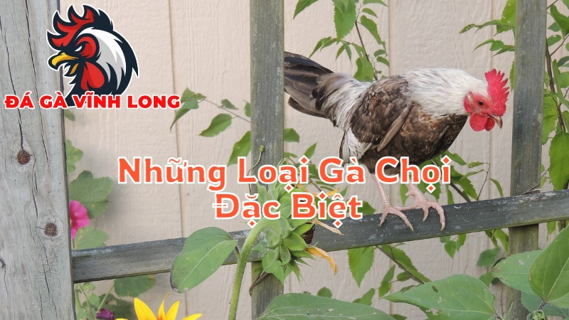 Những Loại Gà Chọi Đặc Biệt Chỉ Có Tại Vĩnh Long