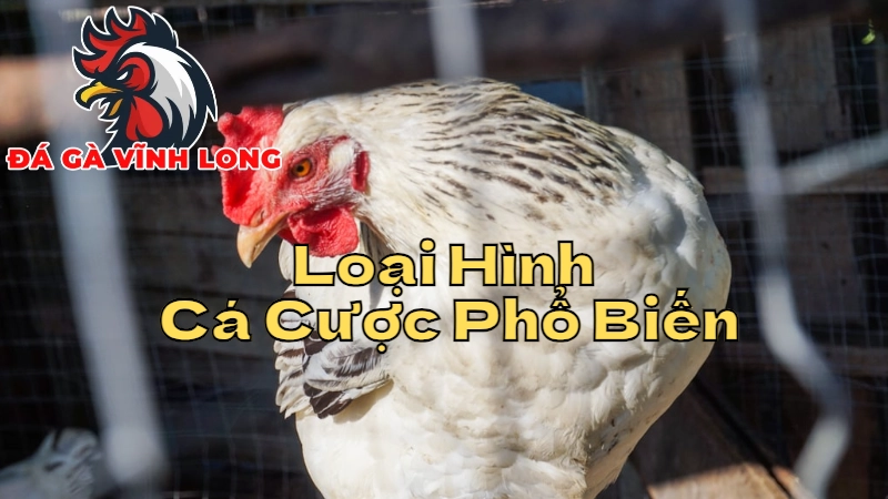 Những Loại Hình Cá Cược Phổ Biến Khi Chơi Đá Gà Vĩnh Long