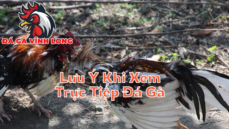 Những Lưu Ý Khi Xem Trực Tiếp Đá Gà Tại Vĩnh Long