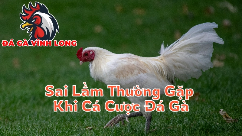 Những Sai Lầm Thường Gặp Khi Cá Cược Đá Gà Tại Vĩnh Long