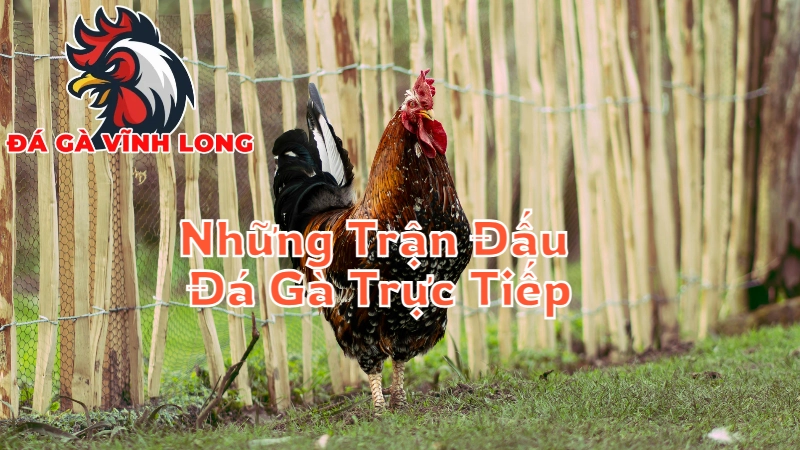 Những Trận Đấu Đá Gà Trực Tiếp Đỉnh Cao Tại Vĩnh Long 2024