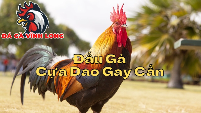 Những Trận Đấu Gà Cựa Dao Gay Cấn Nhất Tại Vĩnh Long