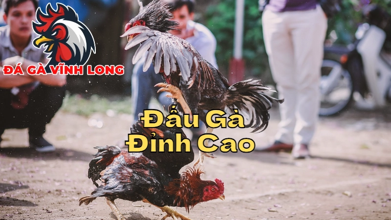 Những Trận Đấu Gà Đỉnh Cao Nhất Tại Vĩnh Long