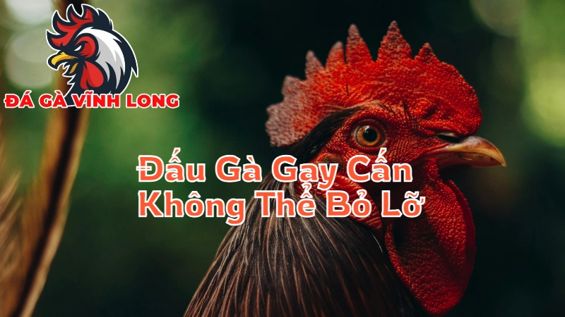 Những Trận Đấu Gà Gay Cấn Không Thể Bỏ Lỡ Tại Vĩnh Long