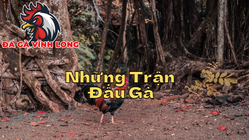 Những Trận Đấu Gà Trực Tiếp Gay Cấn Nhất Tại Vĩnh Long