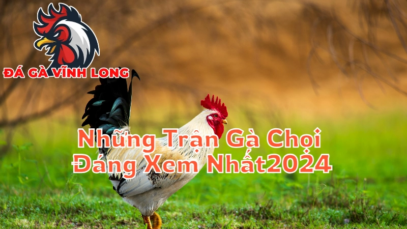 Những Trận Gà Chọi Đáng Xem Nhất Tại Vĩnh Long 2024