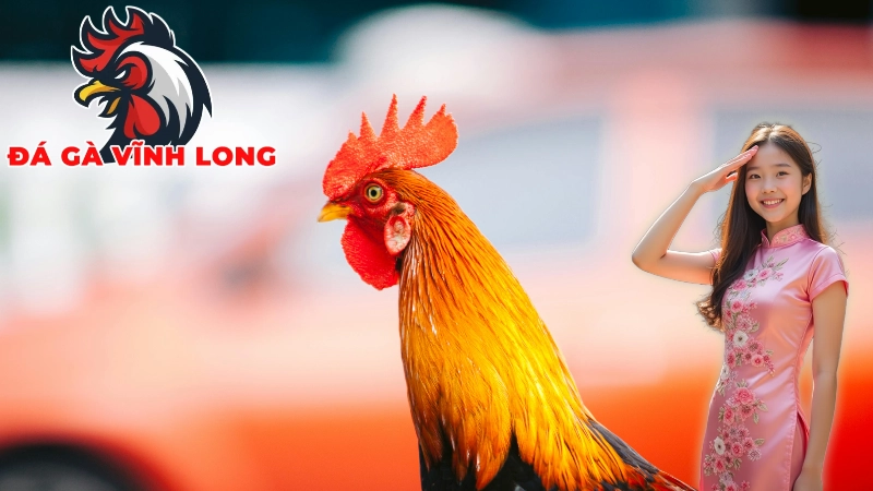 Những Yếu Tố Cần Lưu Ý Khi Chọn Gà Chọi Tại Vĩnh Long