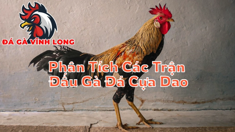 Phân Tích Các Trận Đấu Gà Đá Cựa Dao Để Cá Cược Hiệu Quả 2024