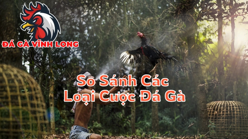 So Sánh Các Loại Cược Đá Gà Tại Vĩnh Long Với Các Khu Vực Khác 2024