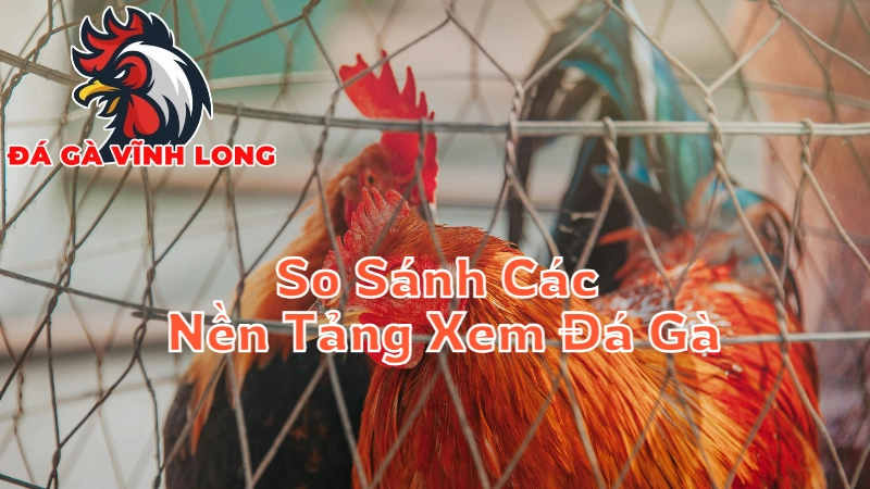 So Sánh Các Nền Tảng Xem Trực Tiếp Đá Gà Tại Vĩnh Long