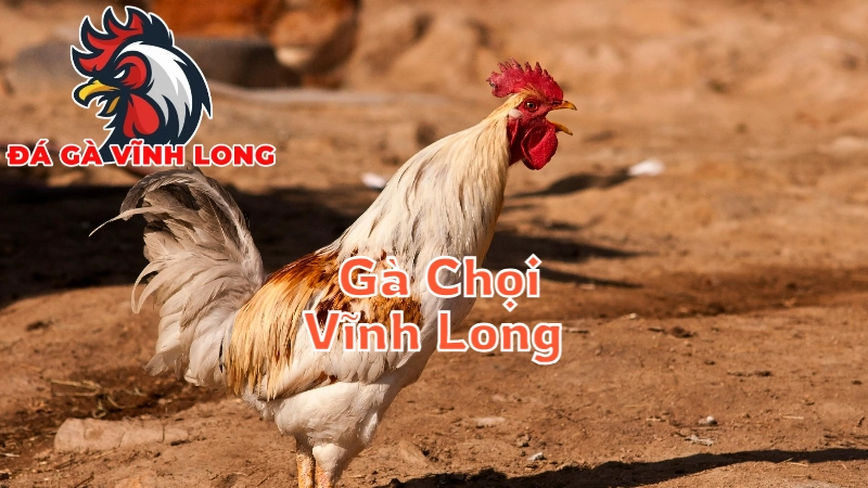 So Sánh Gà Chọi Vĩnh Long Với Các Giống Gà Khác 2024