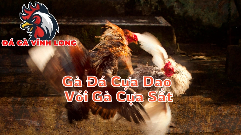 So Sánh Gà Đá Cựa Dao Với Gà Cựa Sắt Tại Vĩnh Long 2024