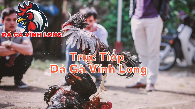 Trực Tiếp Đá Gà Vĩnh Long - Cách Xem Trận Đấu Mọi Lúc Mọi Nơi